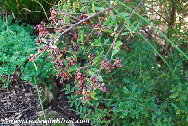 COSTA RICAN BLUEBERRY